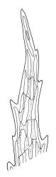 Ptychomnion densifolium, leaf apex. Drawn from A.J. Fife 5959, CHR 438934.
 Image: R.C. Wagstaff © Landcare Research 2018 